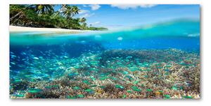 Fotoobraz na skle koralový útes osh-78236057