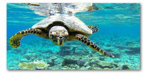 Foto obraz fotografie na skle morská korytnačka