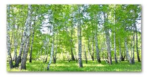 Foto-obraz fotografie na skle brezy osh-84161268