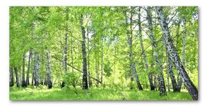 Foto obraz fotografie na skle Břízová les osh-84161730