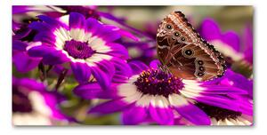 Fotoobraz sklenený na stenu do obývačky Motýľ na kvetine