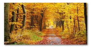 Fotoobraz na skle jesenné les osh-86844242