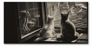 Fotoobraz na skle Mačky pri okne osh-86646592
