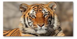 Foto obraz fotografie na skle bengálsky tiger osh-88747131