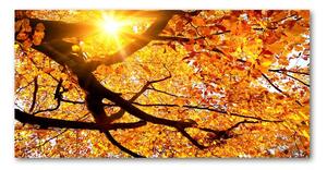 Foto-obraz fotografie na skle Koruna stromov jeseň