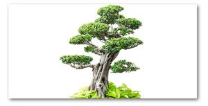 Foto obraz sklo tvrzené bonsai osh-88907159