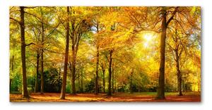 Foto obraz sklo tvrzené jesenné les osh-89529230