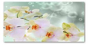 Foto obraz fotografie na skle biela orchidea osh-91133337