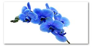 Foto obraz fotografie na skle Modrná orchidea osh-91549599