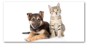 Foto-obraz na skle horizontálne Pes a mačka osh-94452483