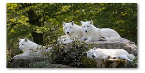 Foto-obraz na skle horizontálne Bieli vlci a skala