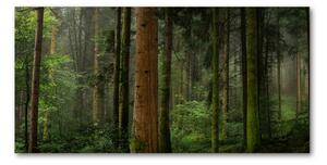 Foto obraz sklo tvrzené Hmla v lese osh-95353064