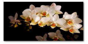 Fotoobraz na skle orchidea osh-95410450