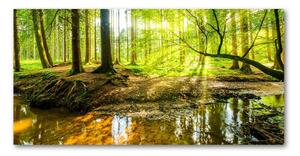 Foto obraz sklo tvrzené Rybník v lese osh-96124300