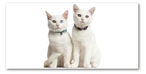 Foto-obraz sklenený horizontálne biele mačky osh-97350767