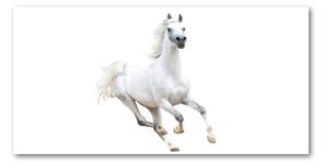 Foto-obraz sklenený horizontálne Biely arabský kôň