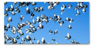 Foto-obraz fotografie na skle stádo holubov osh-99282619