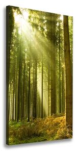 Vertikálny foto obraz na plátne Slnko v lese ocv-10017097