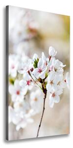 Vertikálny foto obraz canvas Kvety višne ocv-100965392