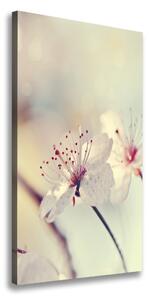 Vertikálny foto obraz canvas Kvety višne ocv-102906126