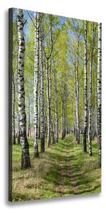 Vertikálny foto obraz canvas Brezový les ocv-102231208