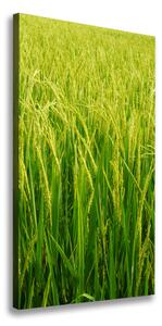 Vertikálny foto-obraz canvas do obývačky Plantáž ryža