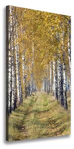 Vertikálny foto obraz canvas Brezový les ocv-105179971