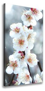 Vertikálny foto obraz canvas Kvety višne ocv-104952401