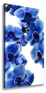 Vertikálny foto obraz na plátne Modrá orchidea