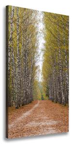 Vertikálny foto obraz canvas Brezový les ocv-111097387