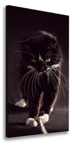 Vertikálny foto obraz na plátne do obývačky Čierna mačka