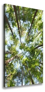 Vertikálny foto obraz canvas Koruna stromov ocv-119047799