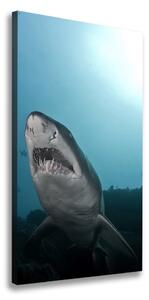 Vertikálny foto obraz na plátne do obývačky Veľký žralok