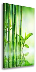 Vertikálny foto obraz na plátne Bambus vo vode