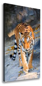 Vertikálny moderný fotoobraz canvas na ráme Tiger