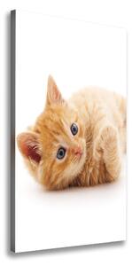 Vertikálny foto obraz canvas Malá červená mačka