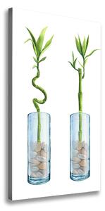 Vertikálny foto obraz na plátne Bambus v kvetináči