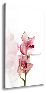 Vertikálny foto obraz na plátne Ružová orchidea