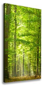 Vertikálny foto obraz na plátne do obývačky Bukový les