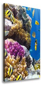 Vertikálny foto obraz canvas Koralový útes ocv-36026012