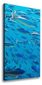 Vertikálny foto obraz canvas Koralové ryby ocv-39421860
