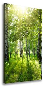 Vertikálny foto obraz canvas Brezový les ocv-42305508
