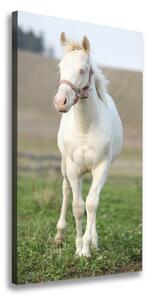 Vertikálny foto obraz na plátne do obývačky Kôň albín