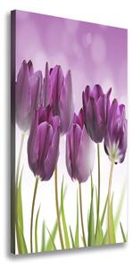Vertikálny foto obraz na plátne Fialové tulipány
