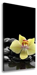 Vertikálny foto obraz na plátne Orchidea a kamene