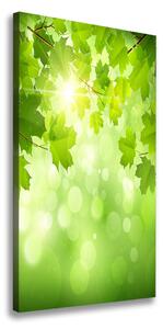 Vertikálny foto-obraz canvas do obývačky Zelené lístie