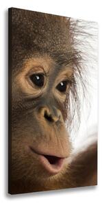 Vertikálny foto obraz na plátne Mladý orangutan