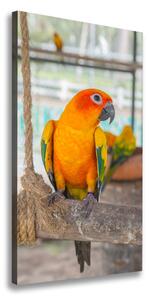 Vertikálny moderný fotoobraz canvas na ráme Papagáj
