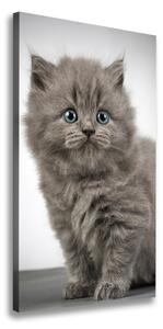 Vertikálny foto obraz na plátne Sivá a britská mačka