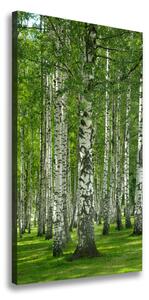 Vertikálny foto obraz canvas Brezový les ocv-65572526